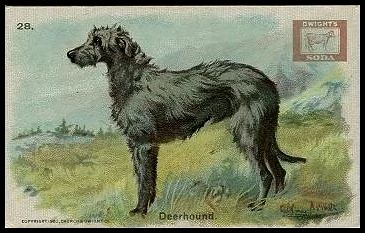 28 Deerhound
